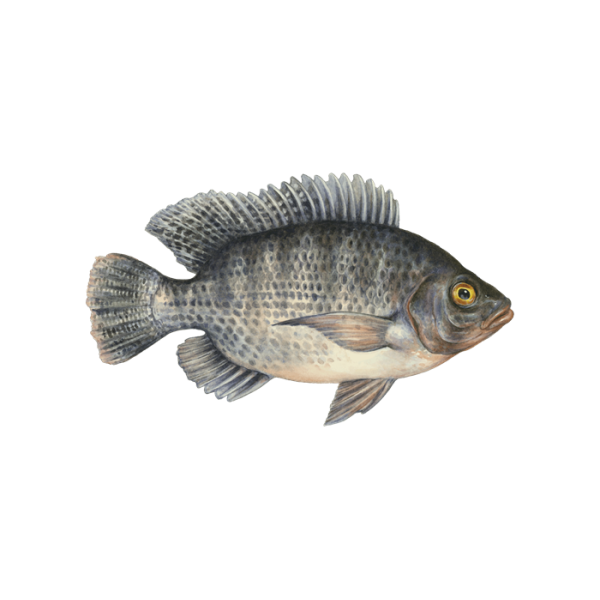 Tilapia